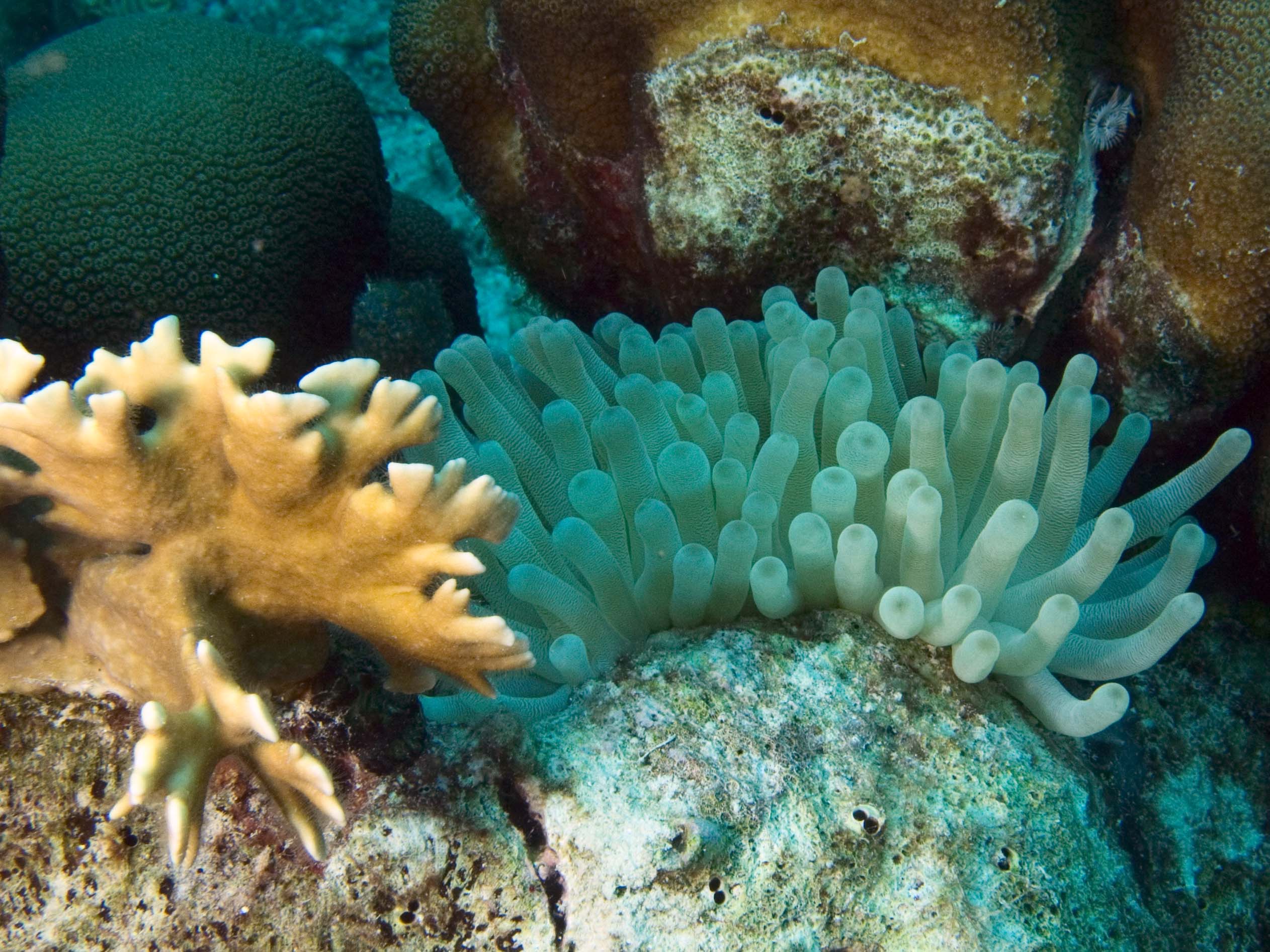 gal/Bonaire 2006/CoralandAnemoneCropped5x3.jpg